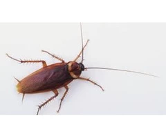 Cockroach Control Toowoomba