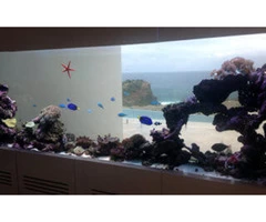 Aquarium Shop in Australia | Fantasea Aquariums