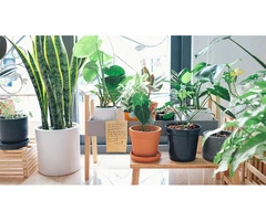 Take a Step Towards Sustainability with Designer Pots in Australia