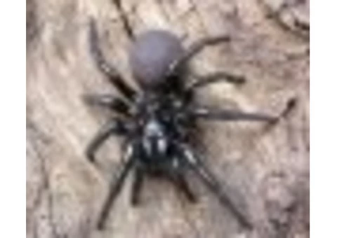 Looking For A Trustworthy Spider Control Company In Northern Beaches?