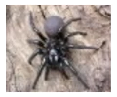 Looking For A Trustworthy Spider Control Company In Northern Beaches?