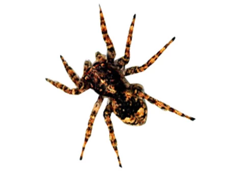 Looking For A Trustworthy Spider Control Company In Northern Beaches? - 2/2