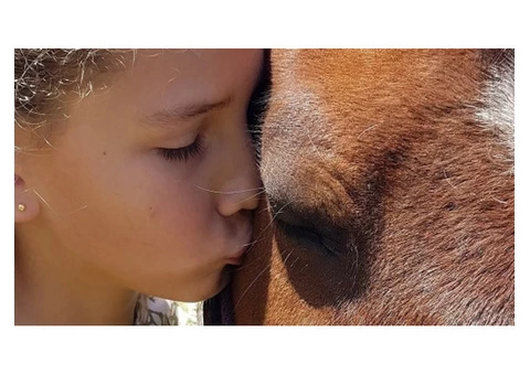 Get Equine Assisted Therapy Online
