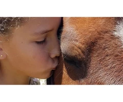 Get Equine Assisted Therapy Online