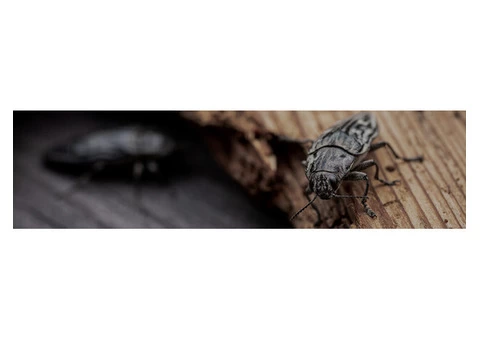 One Of Best Professional For Borer Control In Ballarat: Pestico Pest Control Ballarat