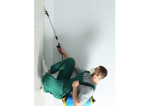 Pest Control In Torquay - 2/2