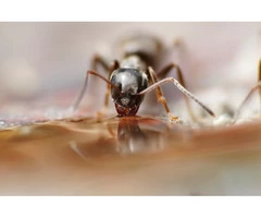 Pest Control Grovedale