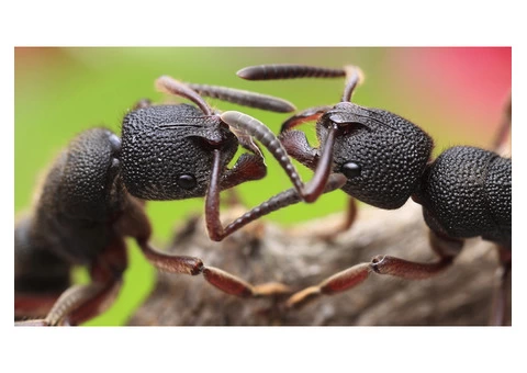 Pest Control Inner West - 1/4