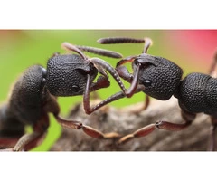 Pest Control Inner West