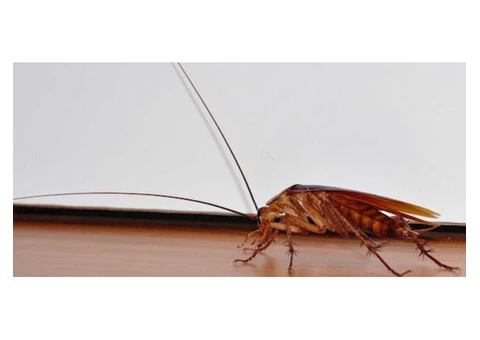 Pest Control Inner West - 2/4