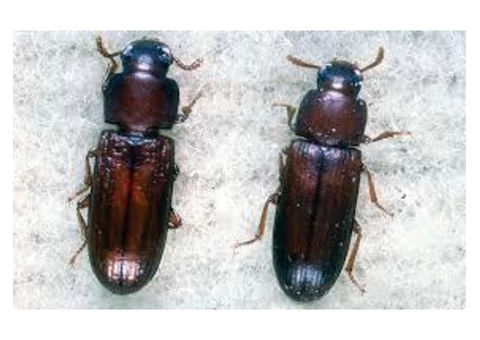 Pest Control Inner West - 3/4