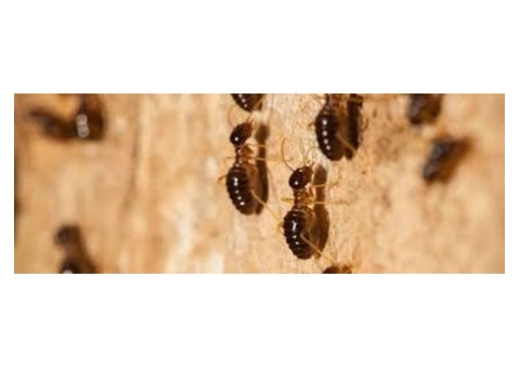 Pest Control Inner West - 4/4