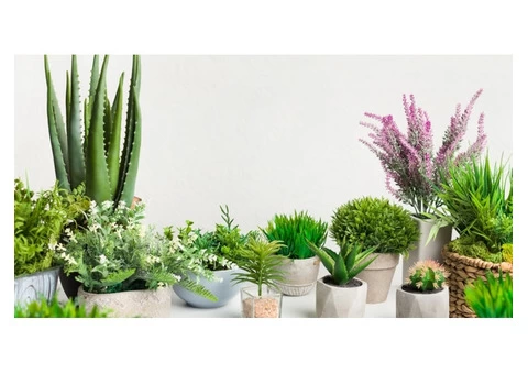 Decor La Rouge - 15 Best Indoor Plants & Importance of Plants In Your Home