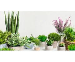Decor La Rouge - 15 Best Indoor Plants & Importance of Plants In Your Home