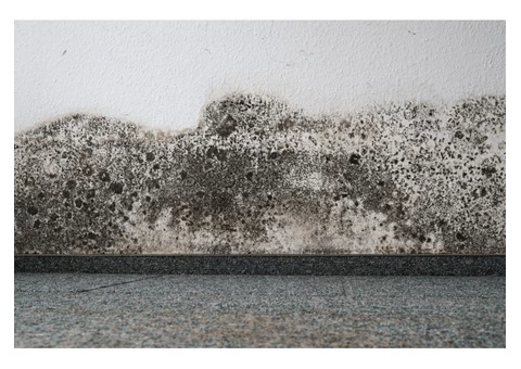 Carpet Repair Services in Adelaide - Professional Carpet Repair Adelaide - 2/2