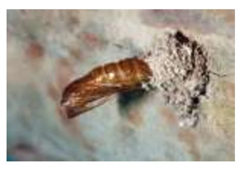 Pest Control Botany - 1/3