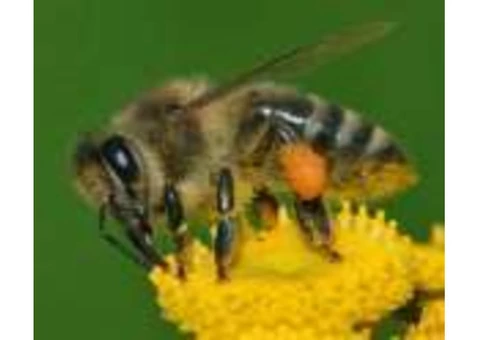 Pest Control Botany - 2/3