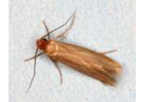 Pest Control Botany - 3/3