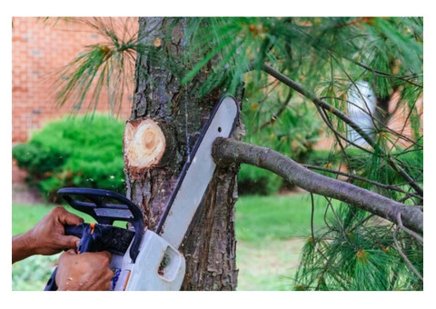 Cheap Stump and Root Removal Service in Clayton - Stump Removal Malvern