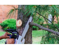 Cheap Stump and Root Removal Service in Clayton - Stump Removal Malvern