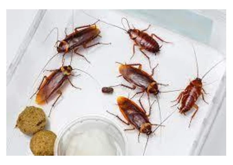 Pest Control Blacktown - 3/3