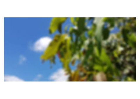 Find Equine Therapy In QID