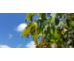 Find Equine Therapy In QID