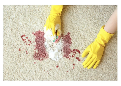 Expert Carpet Pet Removal in Brisbane