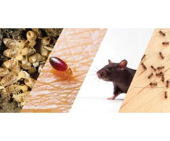 Pest Control Brisbane