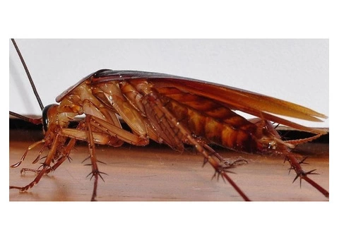 Pest Control Brisbane - 3/3