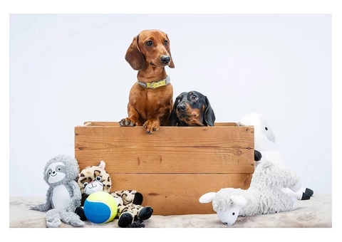 Hire Professional Photographers in Canberra for Capturing Your Memories - Images Instantly - 4/5