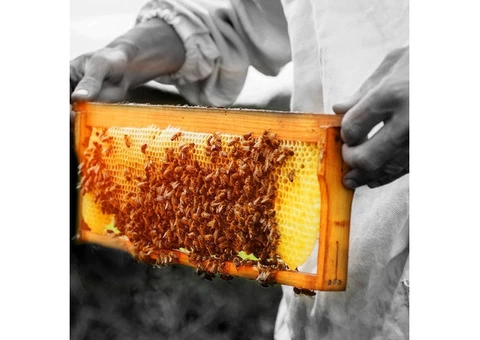 Vallentine's Honey | World's Strongest Honey - 1/3