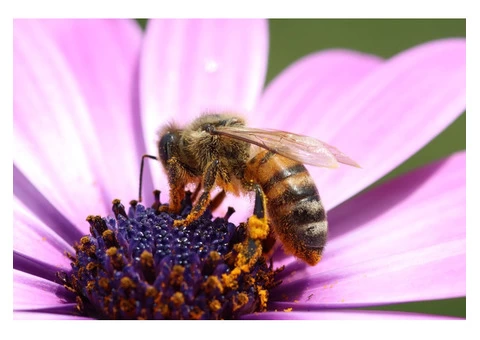 Vallentine's Honey | World's Strongest Honey - 2/3