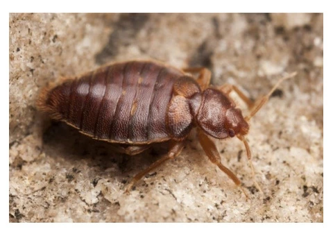 Tick Control Professionals For Eliminating The Ticks From Your Yards - 2/2