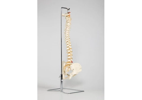 Chiropractor Woolooware