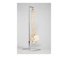 Chiropractor Woolooware