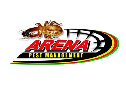 Affordable Gold Coast termite treatment