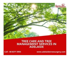 Tree Care and Tree Management Services in Adelaide