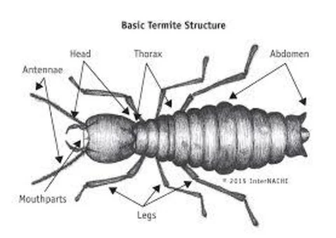 City Pest Control Services Pty. Ltd
