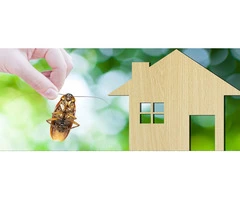 Cockroach Control Adelaide