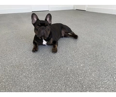 Flake Flooring Gold Coast