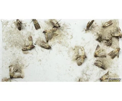 Expert Pest Control for Food Safety in Commercial Space