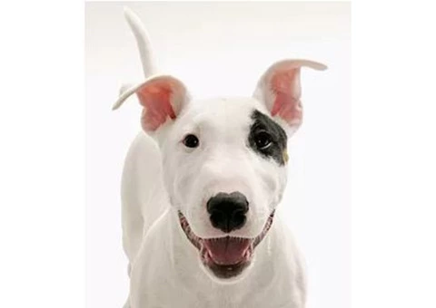 Get Hydrotherapy For Dogs Near Me