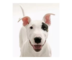 Get Hydrotherapy For Dogs Near Me