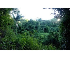 Syntropic Gardening Queensland