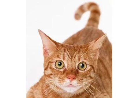 Get Holistic Vet In Brisbane