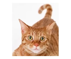 Get Holistic Vet In Brisbane