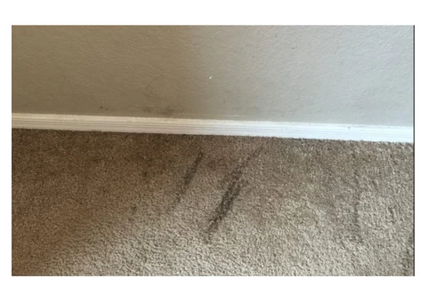 Affordable Carpet Water Damage Repairs Hobart- Metro Carpet Repair Hobart - 2/2