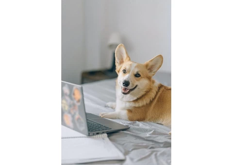 Best Pet Photography in Canberra - Images Instantly