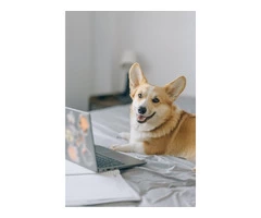 Best Pet Photography in Canberra - Images Instantly